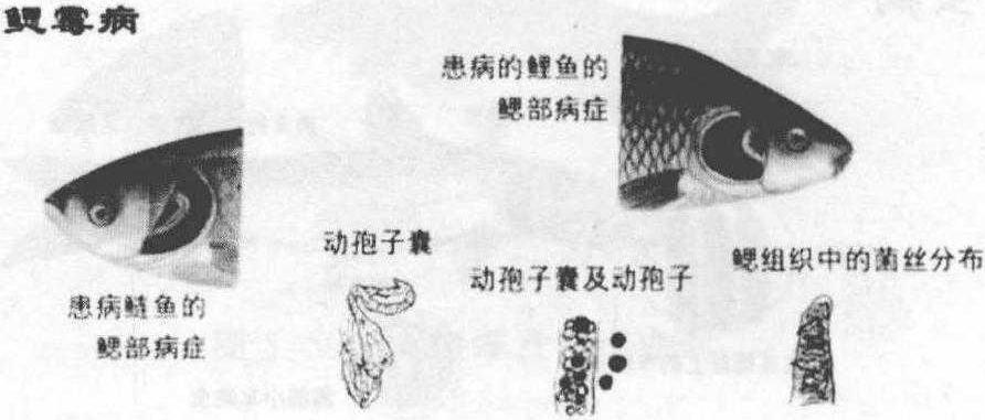 第九節(jié) 真菌、寄生蟲(chóng)引起的鰓病